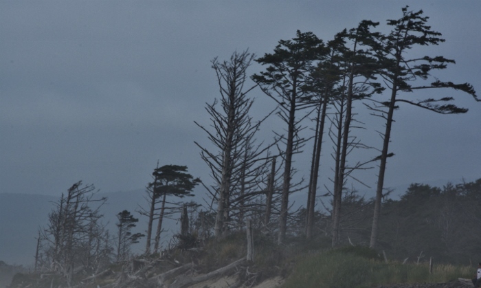 trees in fog on Lookout beach